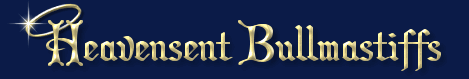Heavensent Bullmastiffs - Reg'd Bullmastiffs