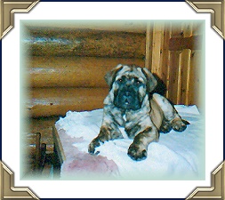 Baby Draco