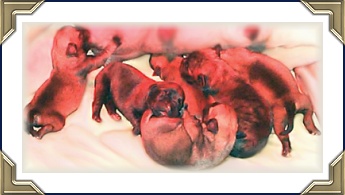 Bree with her babies