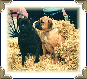 Ch Fairman's Flash Of Lightening Cyrus & Graniterun's Koda
