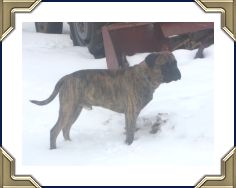 Heavensent's Roll of the Dice "Drew"