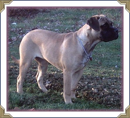 Danier's Heavensent Fullabizness "Gina" CGN