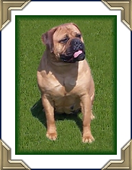 Graniterun's Koda