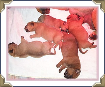 Koda with her babies