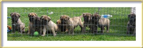 Litter March 30th, 2006 - 5 weeks old
