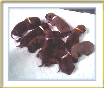 Litter born  March 30th, 2006