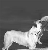 Heavensents Million Dollar Baby "Contessa"