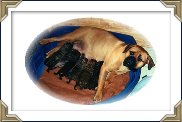 Puppies