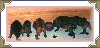 Puppies