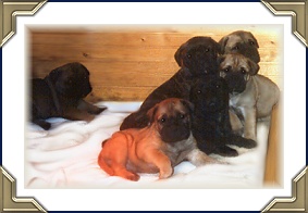 Puppies