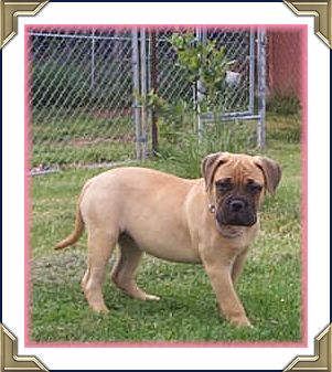 Ch Heavensent's True Charm "Randi" CGN TT