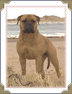 Ch Heavensent's True Charm "Randi" CGN TT