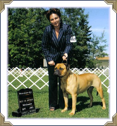 Ch Heavensent's True Charm "Randi" CGN TT