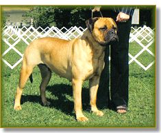 Ch Heavensent's True Charm ( Randi )