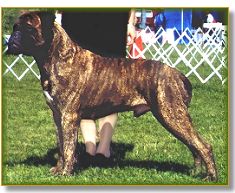 Ch Danier N Ishana's Dark Star ( Taeson )