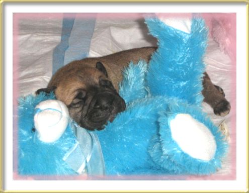 Heavensents Million Dollar Baby Contessa - 4 Days Old