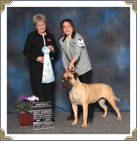 Ch Heavensents Million Dollar Baby "Contessa"
