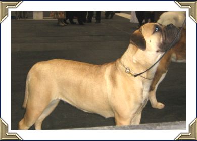 Ch Heavensents Million Dollar Baby "Contessa"