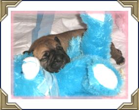 Ch Heavensents Million Dollar Baby "Contessa"