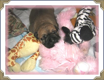 Ch Heavensents Million Dollar Baby "Contessa"