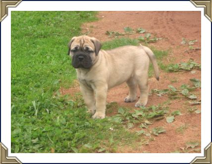 Ch Heavensents Million Dollar Baby "Contessa"
