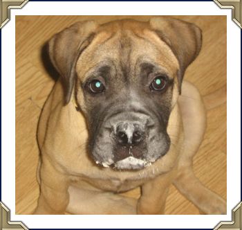 Ch Heavensents Million Dollar Baby "Contessa"