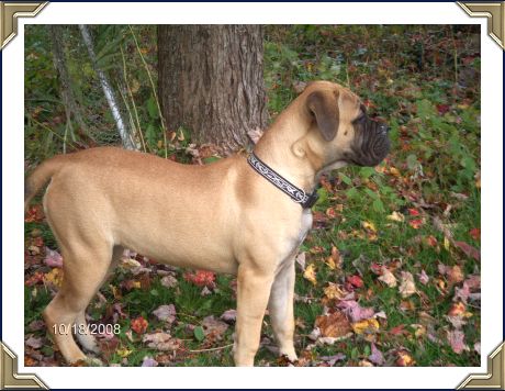 Ch Heavensents Million Dollar Baby "Contessa"