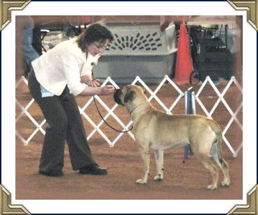 Ch Heavensents Million Dollar Baby "Contessa"