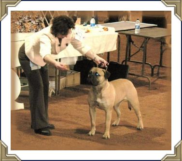 Ch Heavensents Million Dollar Baby "Contessa"