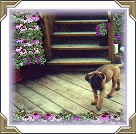 Baby Zoie