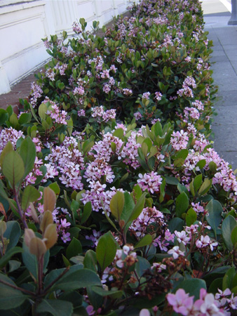 Flower1