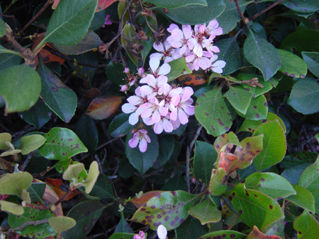 Flower3