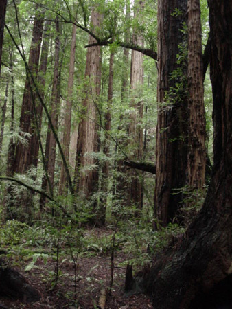 MuirWood