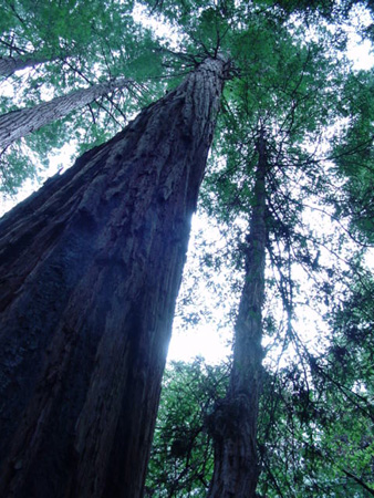 MuirWood1