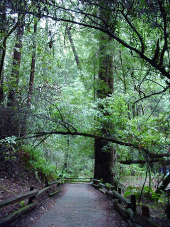 MuirWood2