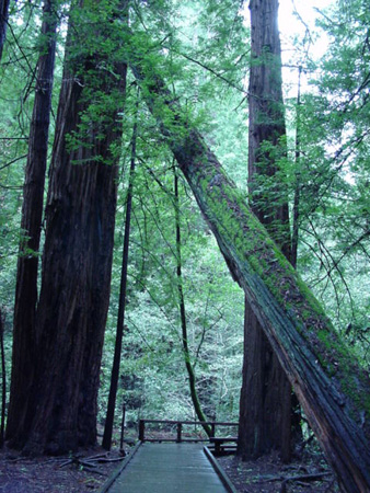 MuirWood3