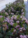Flower1