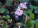 Flower3