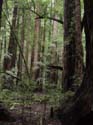 MuirWood