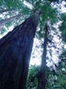 MuirWood1