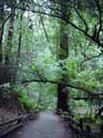 MuirWood2