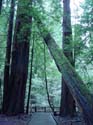 MuirWood3