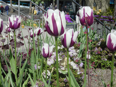 SeattleCenter1