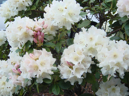 Flower1