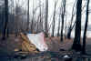 Wilderness_Sauna.jpg (169329 bytes)