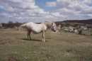 Un caballo gordo que vimos