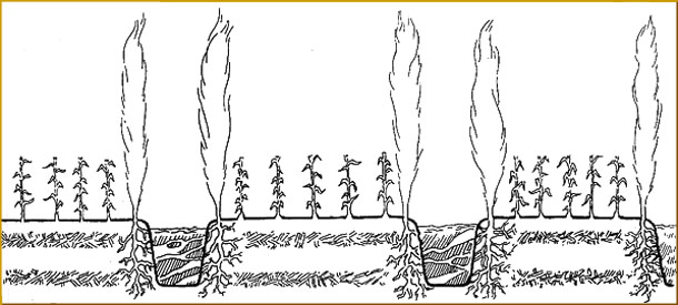 chinampas