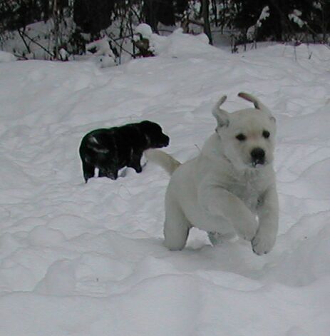 Manny pups, photo by Kathy Roche
