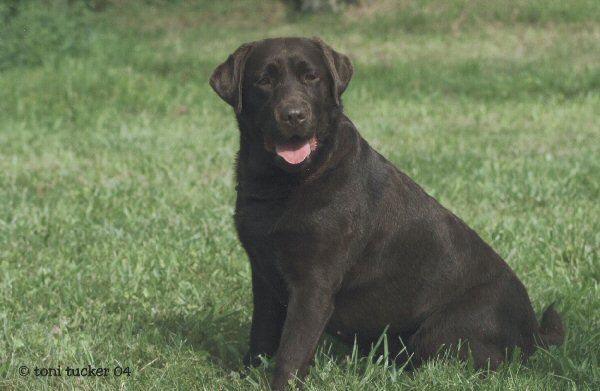Ginny, photo by Toni Tucker
