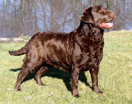 Goody 2004